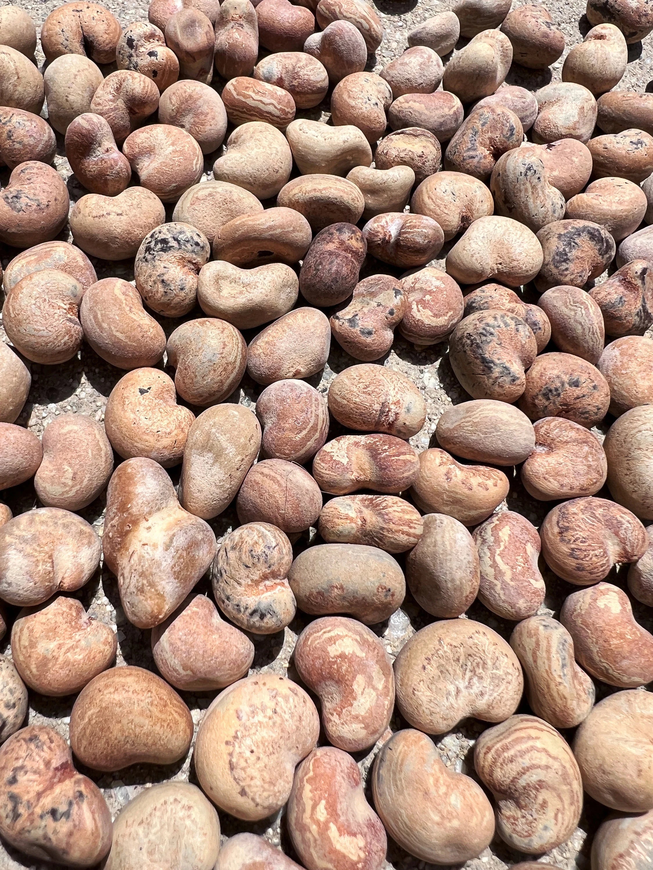 Australian Baobab Seeds (Adansonia Gregorii)(10 Seeds)