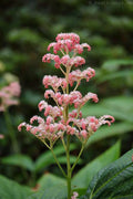 Rodgersia aesculifolia var. henrici  (30 Flower Seeds)