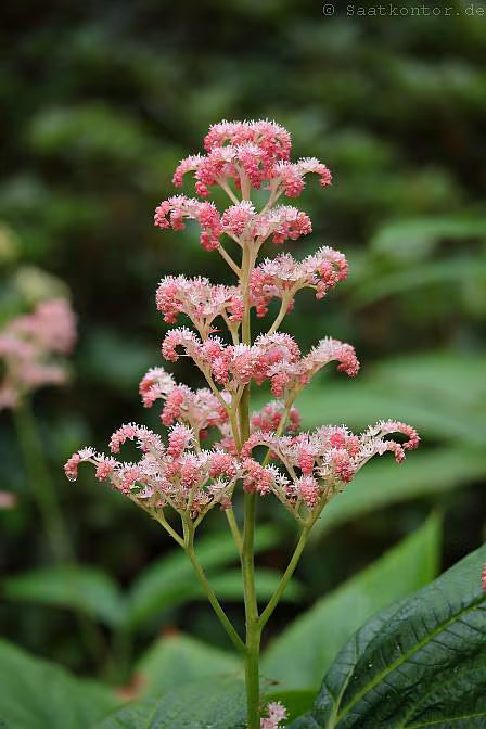 Rodgersia aesculifolia var. henrici  (30 Flower Seeds)