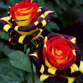 Firebird Rose Seeds: Rare Red-Orange Heirloom, High Germination(2 Seeds)