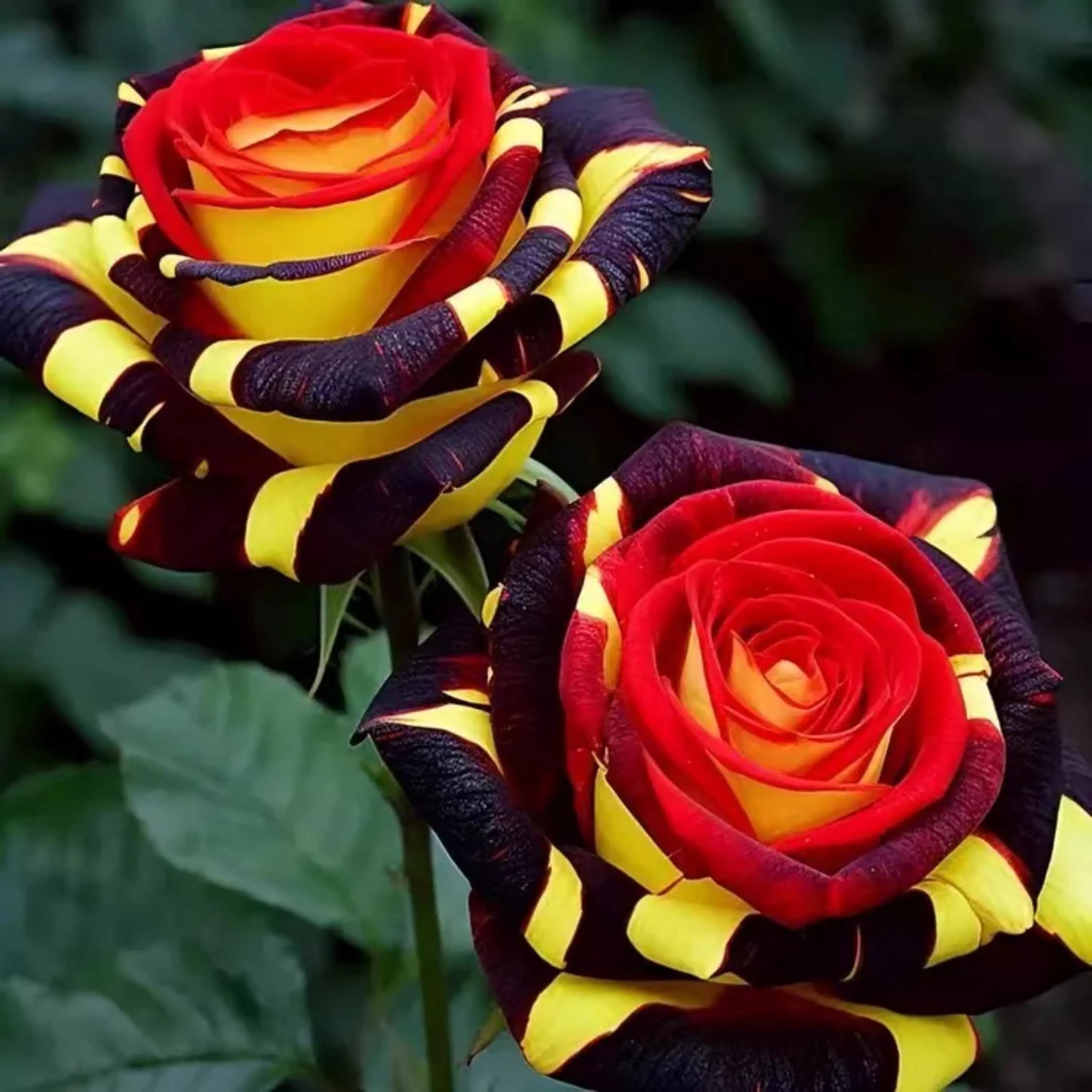 Firebird Rose Seeds: Rare Red-Orange Heirloom, High Germination(2 Seeds)