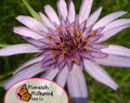 225+ Salvia Salsa Purple Bi-Color Flower Seeds | Non-GMO, Heirloom Vegetable Gardening Plant Seed Packet for Growing Gardens, Tragopogon porrifolius(225+)