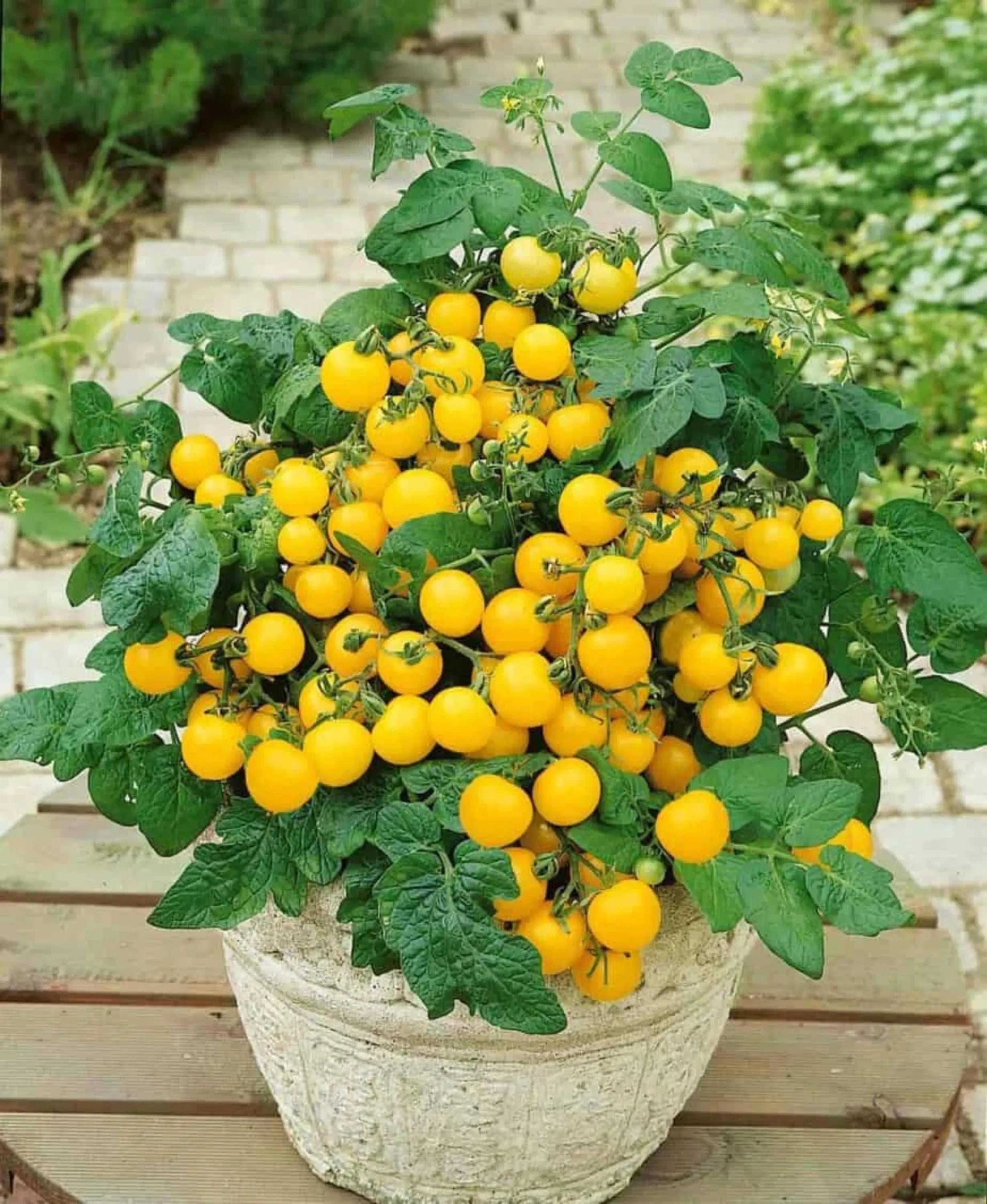 3/15/30 Pot-O-Gold Micro Dwarf Tomato Seeds | Non-GMO Compact Indoor/Outdoor 2026(3 Seeds)