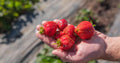 30 seeds, Albion Ever-bearing Strawberry seeds