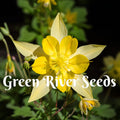 50 Yellow Columbine Seeds Flower Perennial Flowers Seed Bloom Pollinator Butterfly Bee Hummingbird Hardy US SELLER