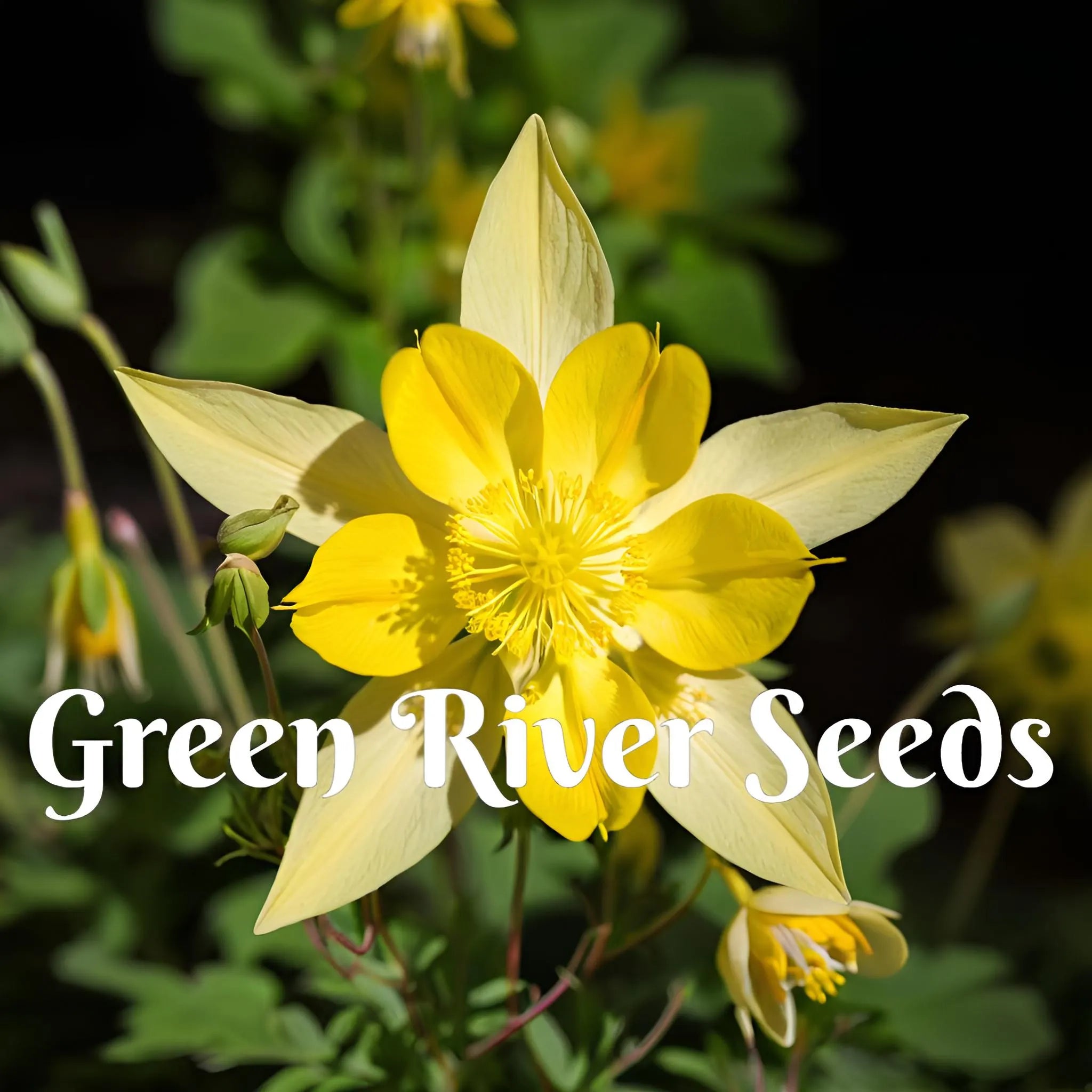 50 Yellow Columbine Seeds Flower Perennial Flowers Seed Bloom Pollinator Butterfly Bee Hummingbird Hardy US SELLER