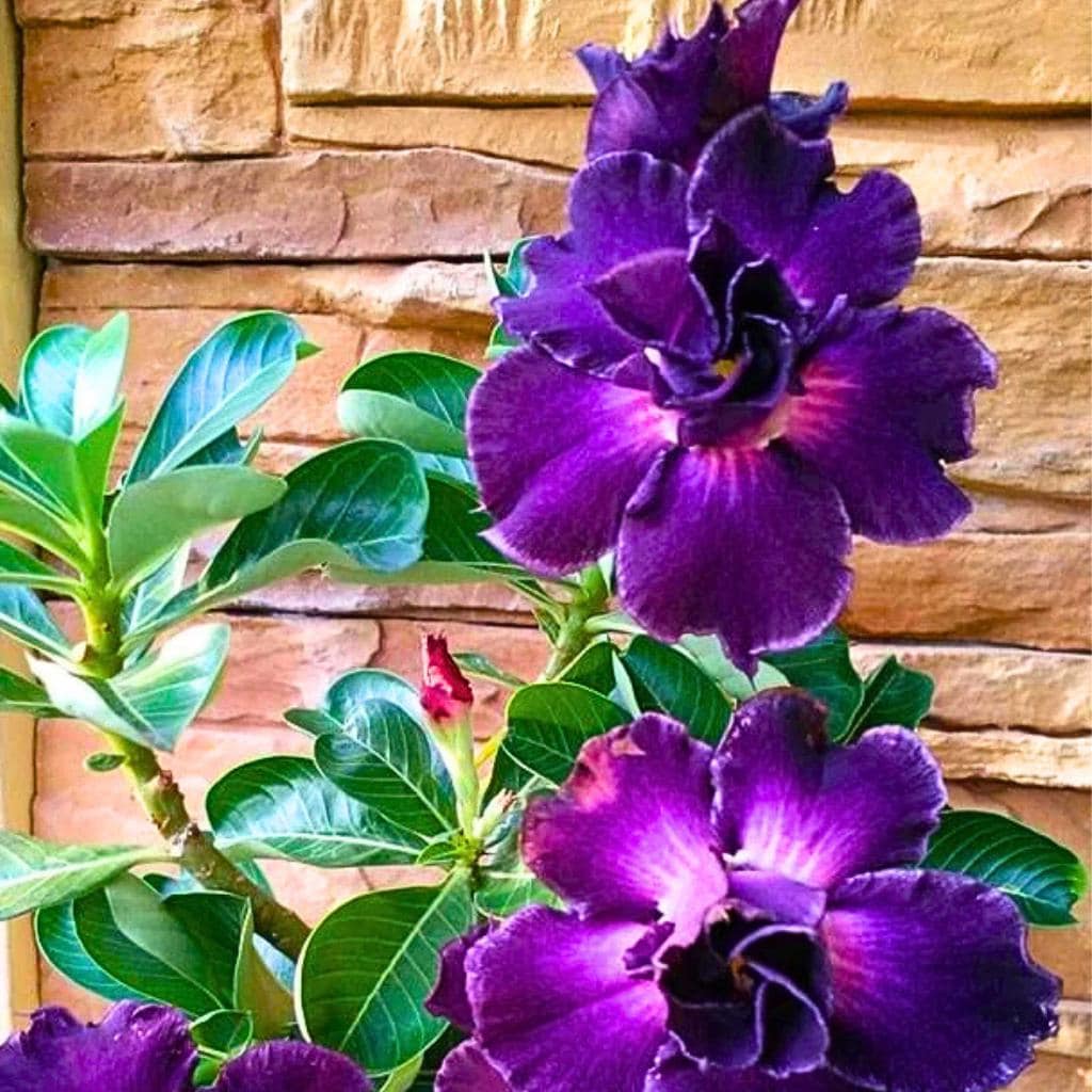 Purple Desert Rose Flower Perennial 4 Seeds