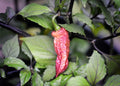 Fox Dark Naga Purple Orange pepper seeds