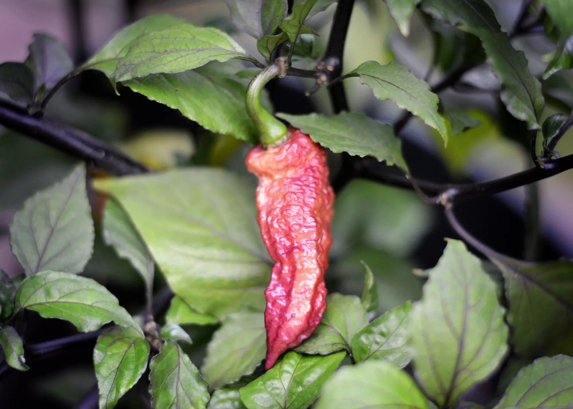 Fox Dark Naga Purple Orange pepper seeds