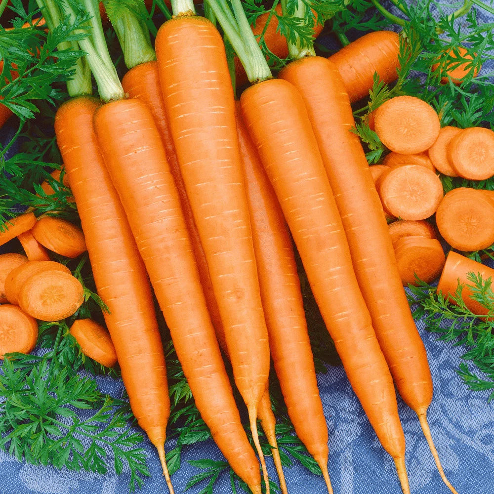 Carrot Tendersweet Seeds 200/1000/2000+ Vegetable Garden NON-GMO(200 Seeds)