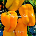 Yellow Elephant Bell Pepper Seeds.  20 Non GMO Seeds.