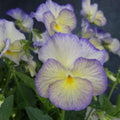 Etain Viola Seeds (Viola cornuta) Seeds - Open-Pollinating - Self-Pollinating -Draft Resistant -Plant in late Summer/Spring(8 Seeds)