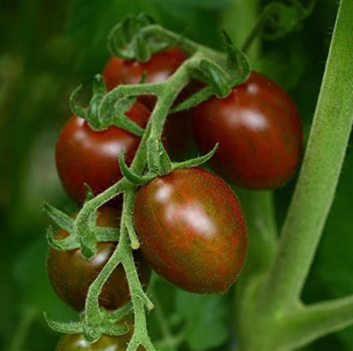 Chocolate Sprinkle Tomato Seeds NJ USA Grower Heirloom Organic check my store for the largest selection Free Shipping