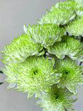 Green Flame  Seeds - King Size ,Rare Seeds, Non-GMO, Easy to grow, cut flowers