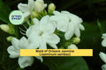 Maid of Orleans Jasmine Plant | Jasminum sambac Rooted Starter | Fragrant Flowering Vine for Garden, Patio, or Indoor Pots