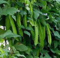 Winged Bean Seeds, Hot Weather Vegetables, Vimaan, Psophocarpus Tetragonolobus PC4020
