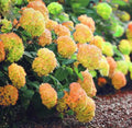 Yellow Hydrangea Seeds - Beautiful Attractive Showy and Hardy Perennial Flowers(10 Seeds)