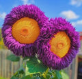 Enchanting Giant Sunflower Seeds, Rare Yellow  Purple Teddy Bear, 50pcs Non-GMO