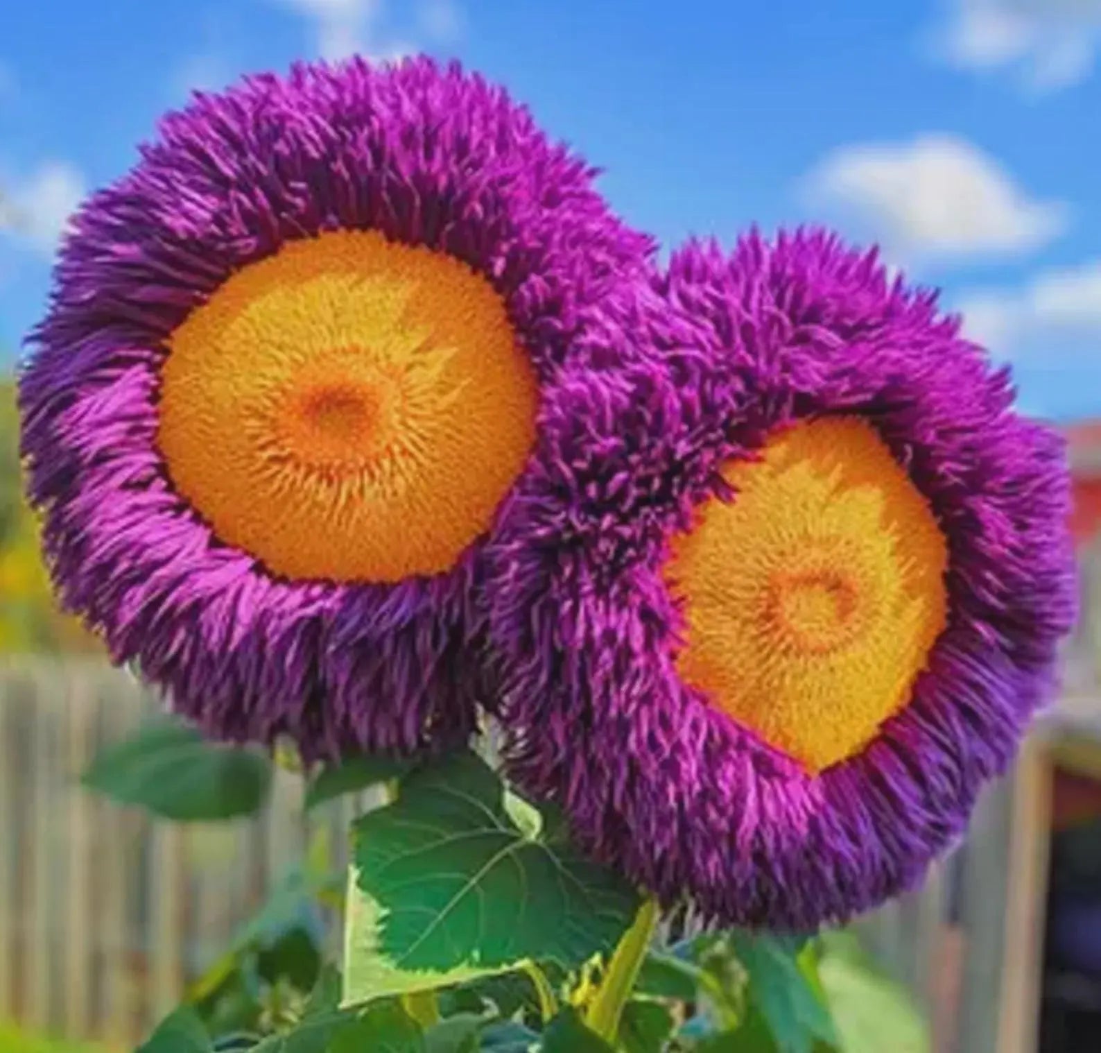 Enchanting Giant Sunflower Seeds, Rare Yellow  Purple Teddy Bear, 50pcs Non-GMO