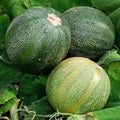 Minnesota Midget Melon Seeds(10 Seeds)