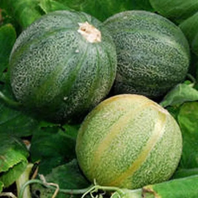 Minnesota Midget Melon Seeds(10 Seeds)