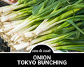 Onion, Tokyo Bunching | 200 Seeds | Heirloom Vegetable | Open Pollinated | Non GMO | Allium fistulosum