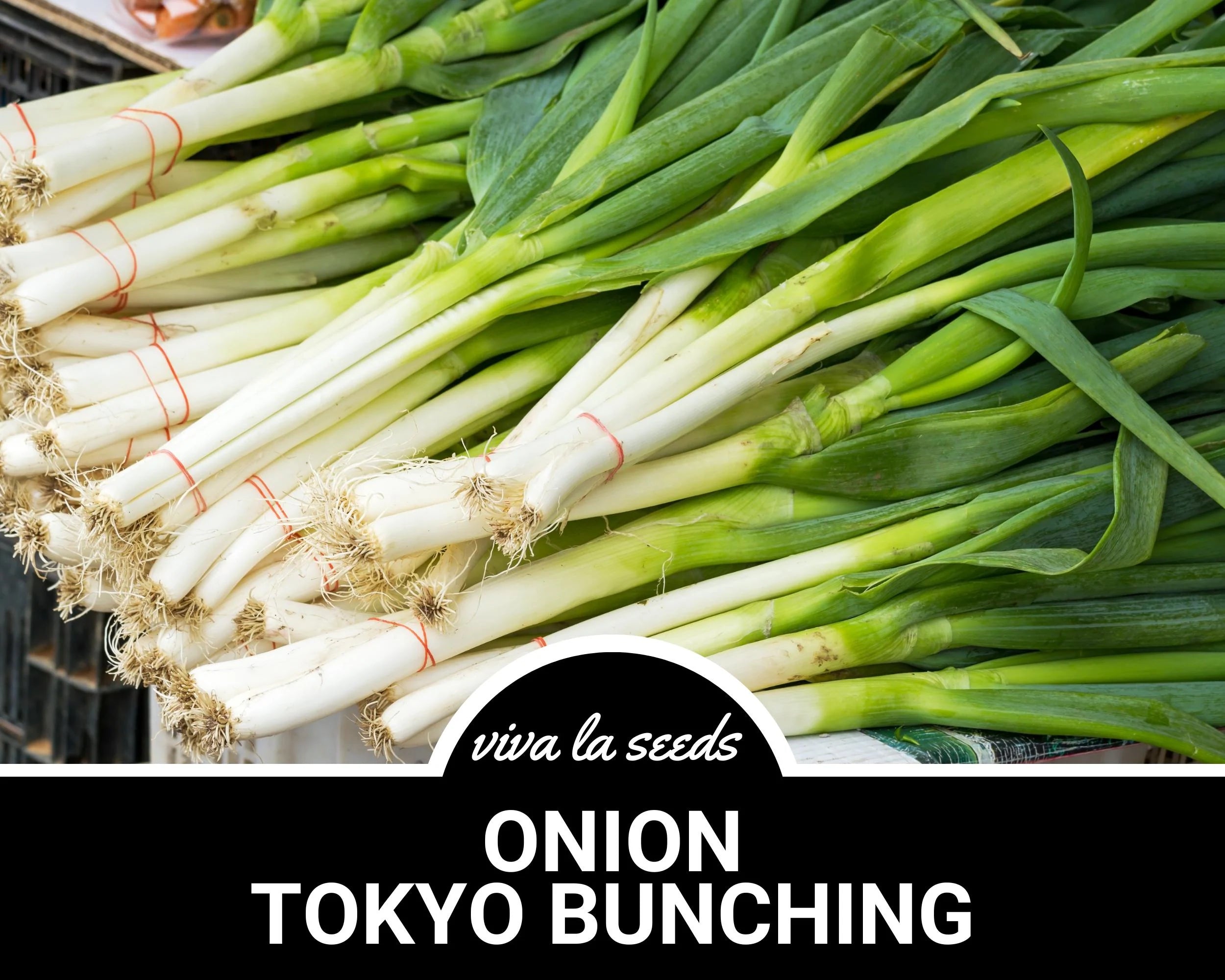 Onion, Tokyo Bunching | 200 Seeds | Heirloom Vegetable | Open Pollinated | Non GMO | Allium fistulosum