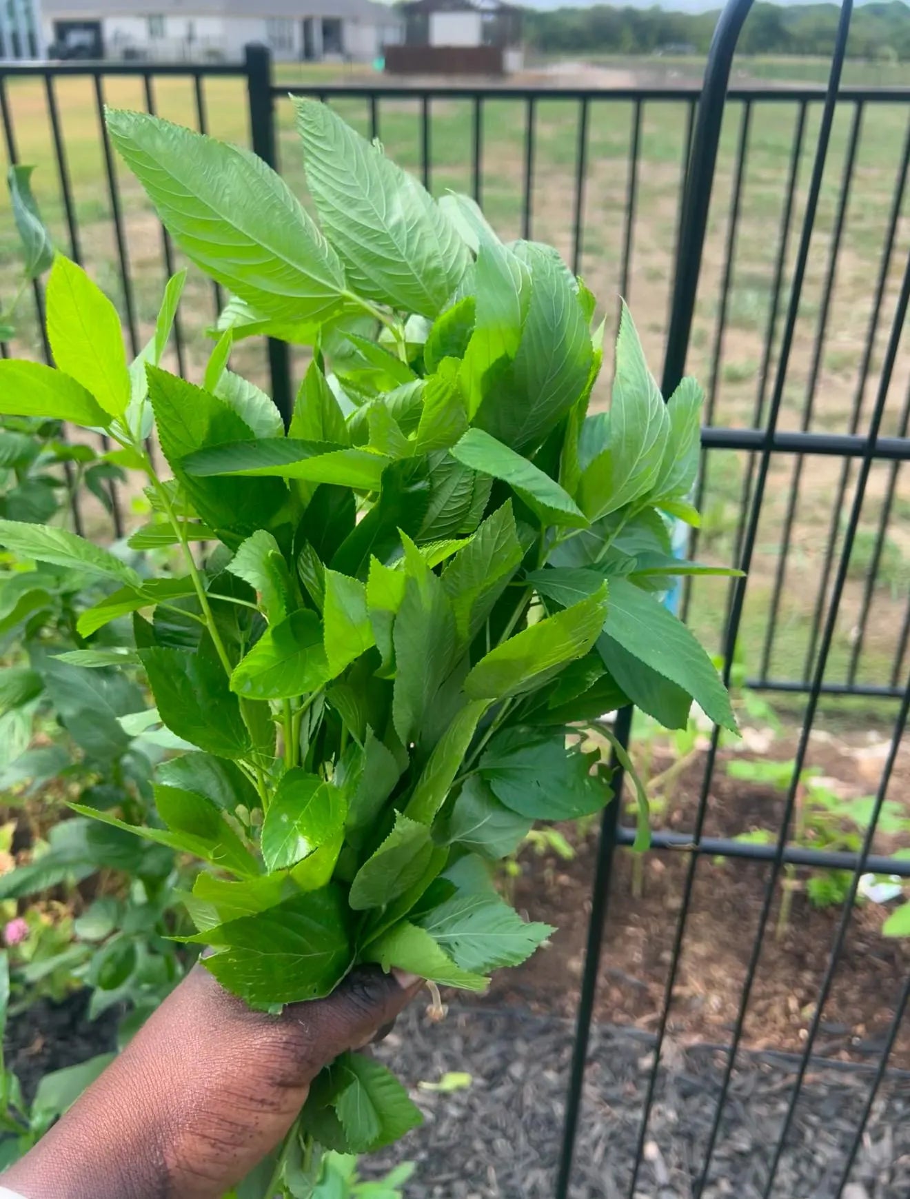 Jute leaves Seeds (Ewedu, Saluyot, Molokhia)