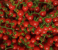 Matt#39;s Wild Cherry Tomato ~Solanum lycopersicum Seeds~ Incredibly Tasty  Prolific Tomato ~Hidalgo, Mexico ~ Among World#39;s Smallest Tomatoes(10 Fresh Seeds)