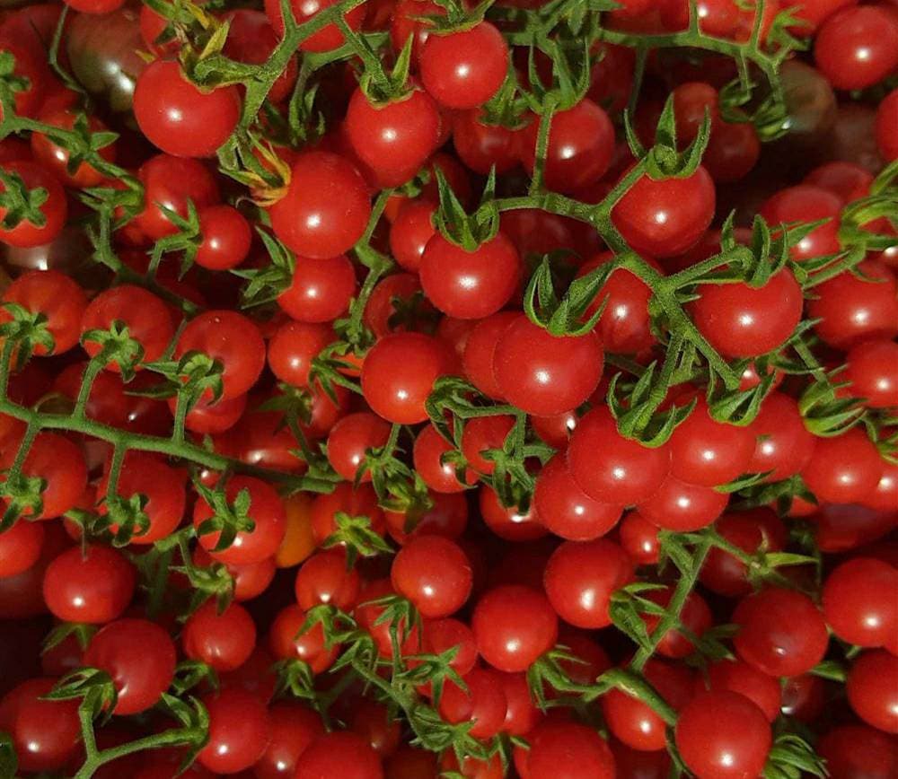 Matt#39;s Wild Cherry Tomato ~Solanum lycopersicum Seeds~ Incredibly Tasty  Prolific Tomato ~Hidalgo, Mexico ~ Among World#39;s Smallest Tomatoes(10 Fresh Seeds)