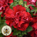 Double Cascade Valentine Petunia Seeds, Pelleted for easier sowing and germination, Petunia Hybrida PE6125P