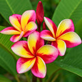 5 Pink White Yellow Plumeria Seeds | Hawaiian Exotic Fragrant Tropical Perennial Flowers