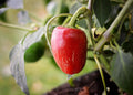 Jalapeno Dieghito pepper seeds