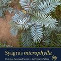 Syagrus microphylla – Rare Palm Seeds Sourced from Habitat | Miniature Feather Palm(1 Seed)