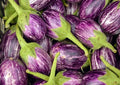 Heirloom Indian Eggplant Seeds: Udumalaipet Kateri Gutti Vankaya, Non-GMO(1 pack: 50+ seeds)