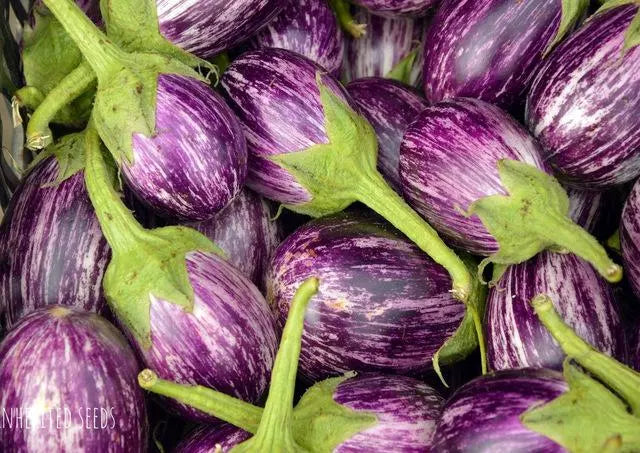 Heirloom Indian Eggplant Seeds: Udumalaipet Kateri Gutti Vankaya, Non-GMO(1 pack: 50+ seeds)