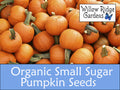 Organic Small Sugar Pumpkin Seeds, 15+ Seeds, Organic Vegetable Seeds, Heirloom, Non GMO, Pumpkin Seeds, USA Grown