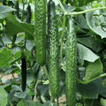 Chinese Spiky Cucumber Seeds: Heirloom Variety, Crispy  Juicy | 10+ seeds(10 Seeds)