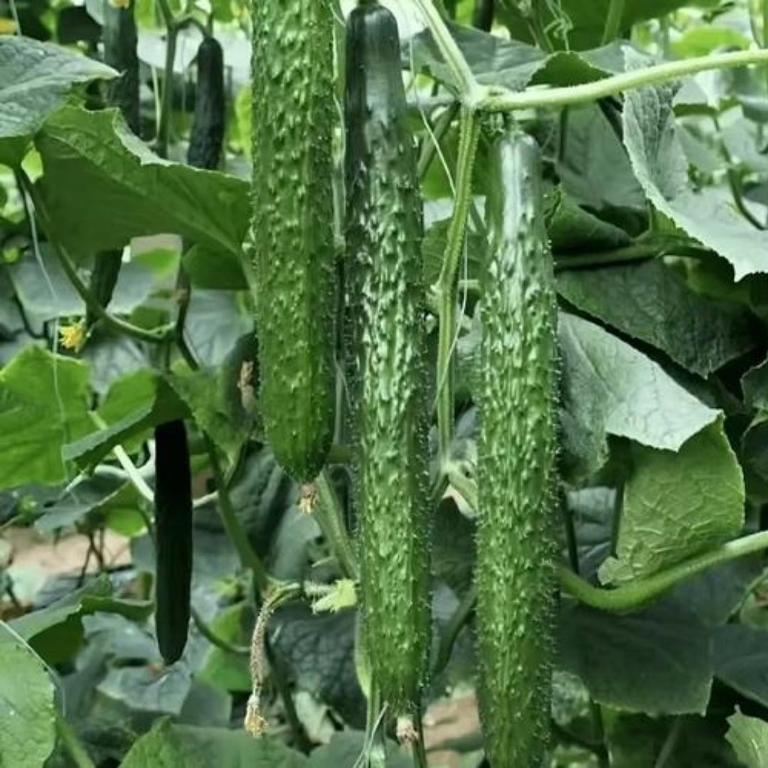 Chinese Spiky Cucumber Seeds: Heirloom Variety, Crispy  Juicy | 10+ seeds(10 Seeds)
