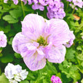 Fragrant Geranium Seeds – Non-GMO, Easy Grow, Indoor/Outdoor (100 Seeds)