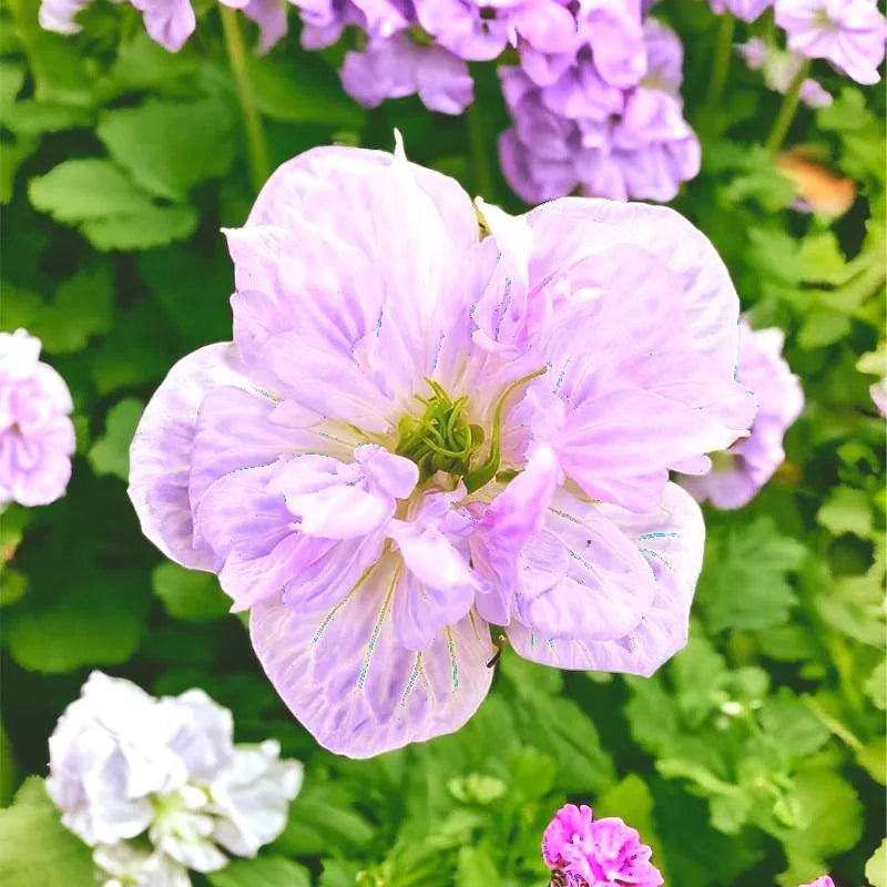 Fragrant Geranium Seeds – Non-GMO, Easy Grow, Indoor/Outdoor (100 Seeds)