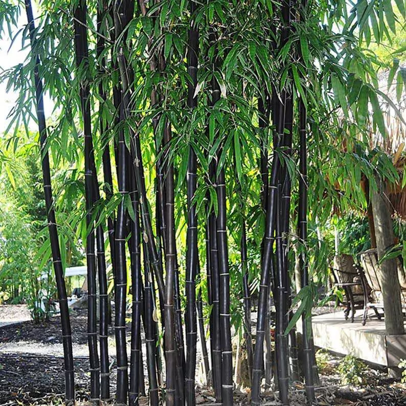 40+ Black Bamboo Seeds – Phyllostachys nigra, Striking Ornamental Bamboo with Deep Purple-Black Canes, Fast-Growing Privacy Garden Accent(40 Seeds)