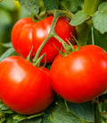 Big Beef Plus F1 Tomato Seeds(10 Seeds)