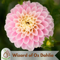 20+ Seeds| Wizard of Oz Dahlia Seeds - Perennial - Flowering - Hybrid - Open-Pollinating - Fast Growing - Clumping - Plant in Spring #D060