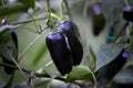Deadpool Jalapeno pepper seeds