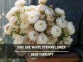 Vintage White Strawflower Seeds – Heirloom Flower, Prolific Bloomer, Perfect for Cut Flowers and Arrangements, Easy to Grow | 50 Seeds
