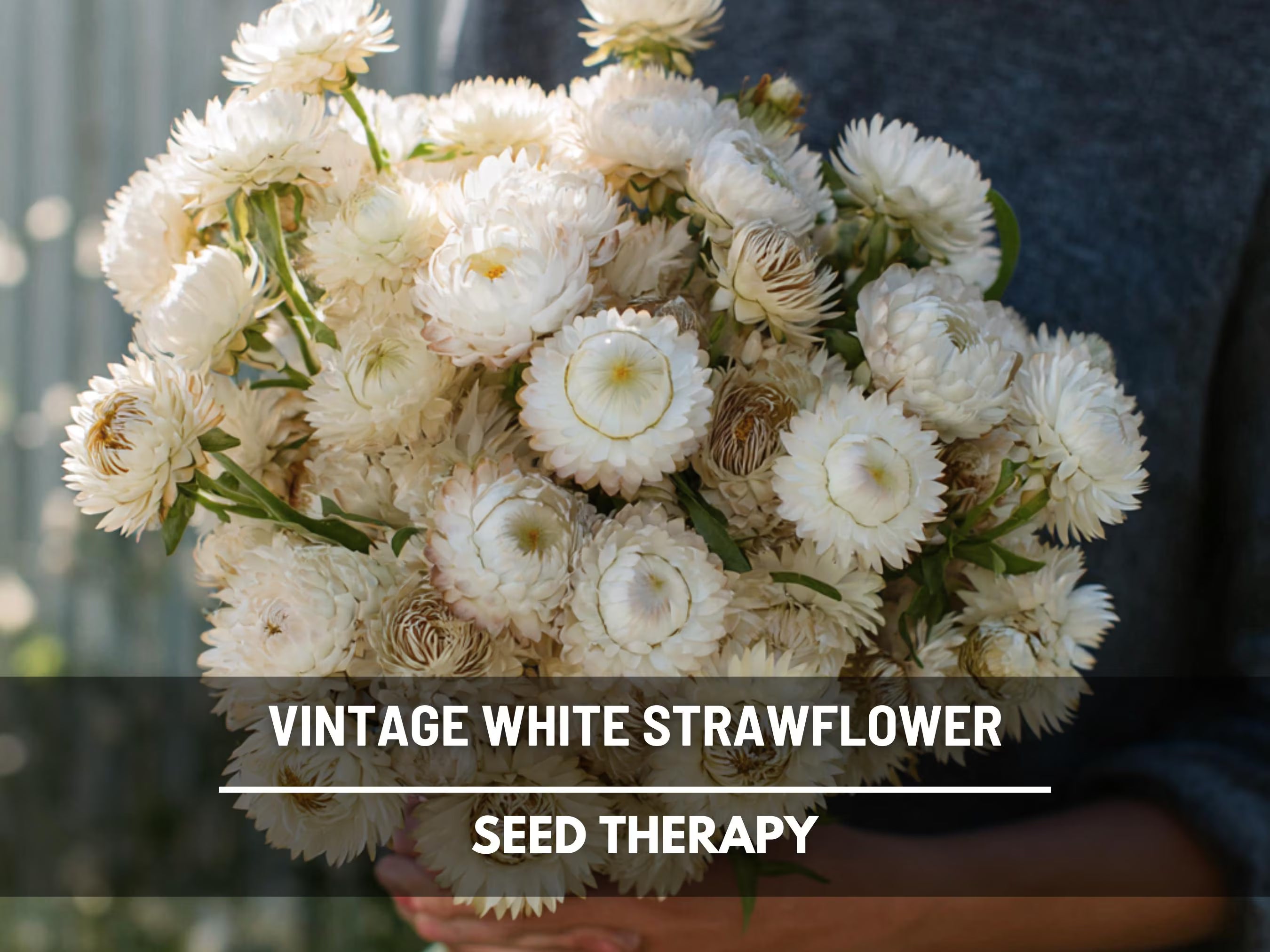 Vintage White Strawflower Seeds – Heirloom Flower, Prolific Bloomer, Perfect for Cut Flowers and Arrangements, Easy to Grow | 50 Seeds