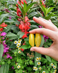 White Zinger tomato - 10 seeds. Organic Non GMO