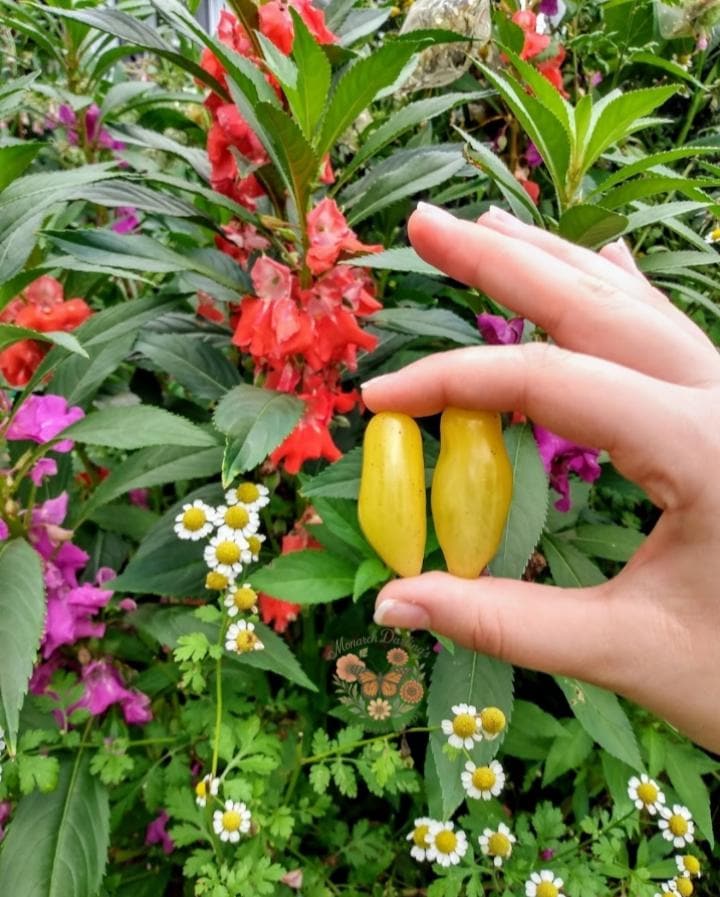 White Zinger tomato - 10 seeds. Organic Non GMO