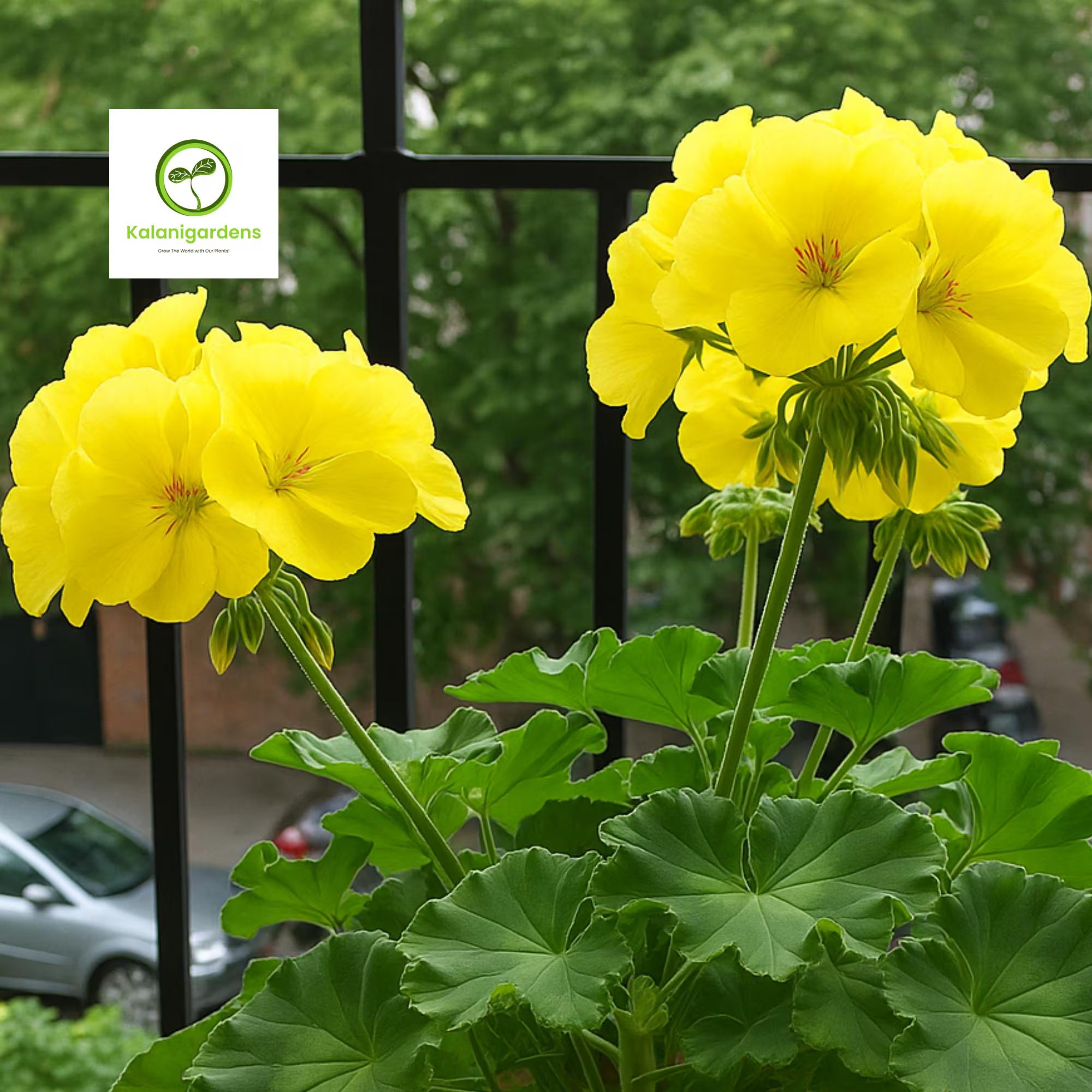 10 Yellow Geranium Seeds – Easy to Grow Perennial Flowering Plant, Pollinator Friendly
